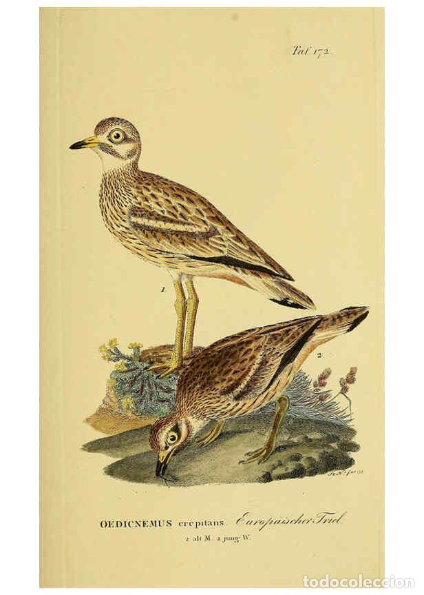 Sammeln von Zeitschriften und Zeitungen: Reproducci&oacute;n/Reproduction 6059428120: Johann Andreas Naumann's ... Naturgeschichte der V&ouml;gel Deutsch