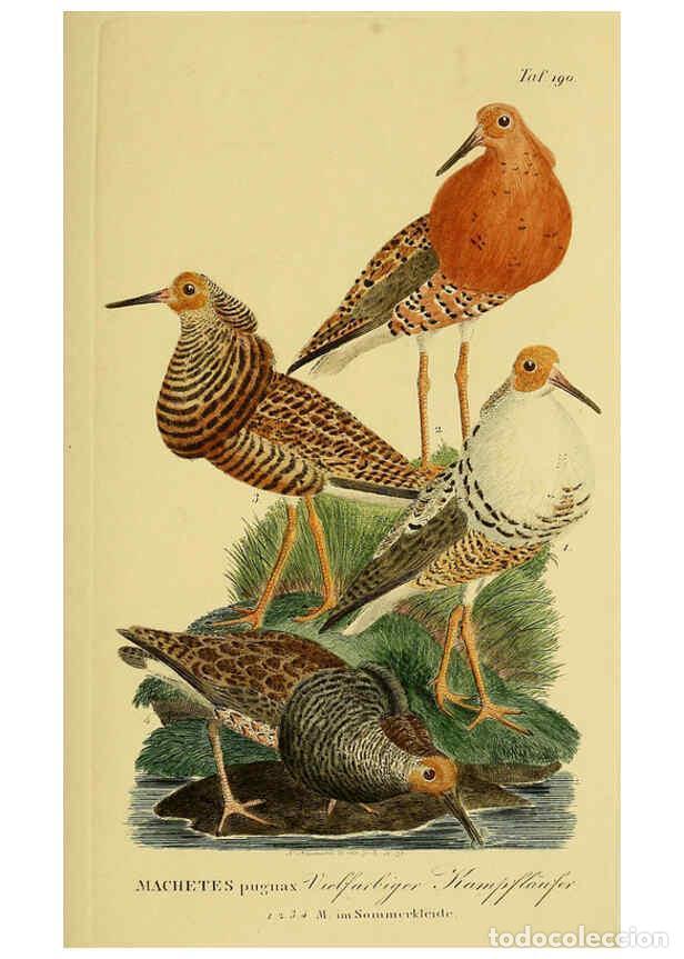 Sammeln von Zeitschriften und Zeitungen: Reproducci&oacute;n/Reproduction 6059434292: Johann Andreas Naumann's ... Naturgeschichte der V&ouml;gel Deutsch