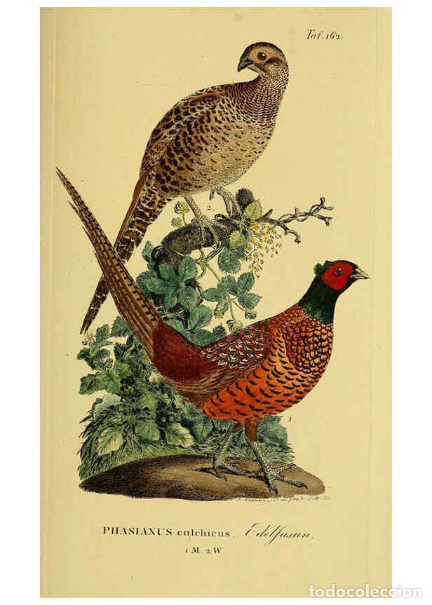 Sammeln von Zeitschriften und Zeitungen: Reproducci&oacute;n/Reproduction 6059424768: Johann Andreas Naumann's ... Naturgeschichte der V&ouml;gel Deutsch