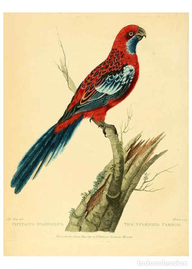 Collectionnisme de Revues et Journaux: Reproducci&oacute;n/Reproduction 6059570062: Musei Leveriani explicatio, anglica et latina [London] :Impens