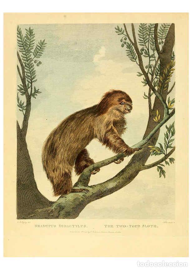 Collectionnisme de Revues et Journaux: Reproducci&oacute;n/Reproduction 6059025193: Musei Leveriani explicatio, anglica et latina [London] :Impens