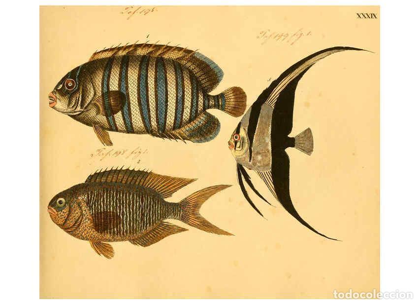 Collectionnisme de Revues et Journaux: Reproducci&oacute;n/Reproduction 6058662503: Naturgeschichte in Bildern : mit erl&auml;uterndem Text / Von Profe