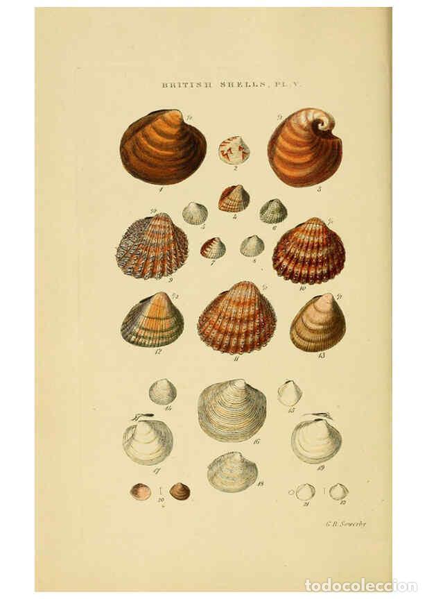 Sammeln von Zeitschriften und Zeitungen: Reproducci&oacute;n/Reproduction 6059135624: Illustrated index of British shells London :Simpkin, Marshall,