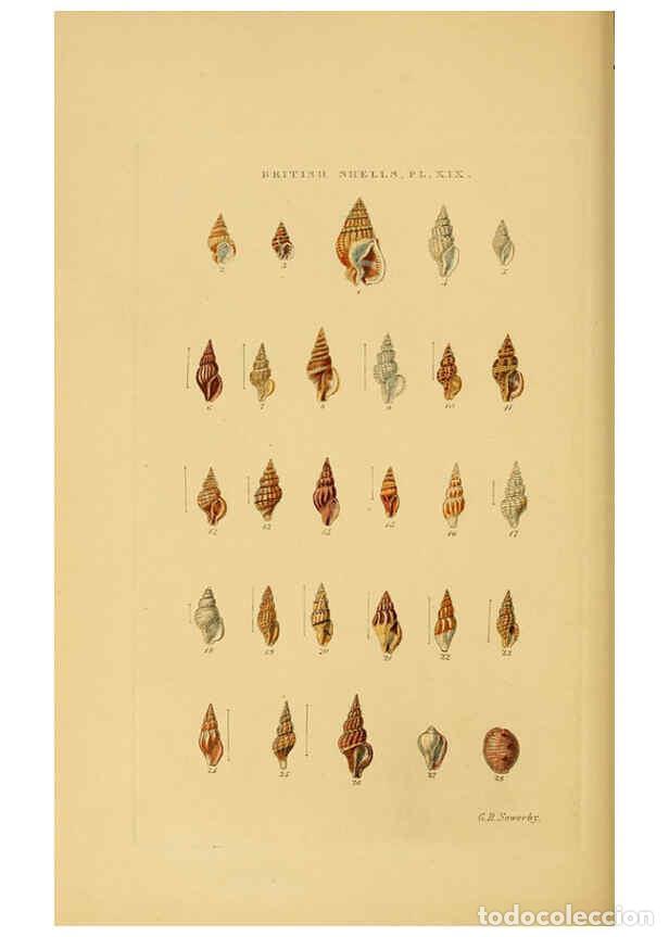 Collection Magazines and Newspapers: Reproducci&oacute;n/Reproduction 6059138040: Illustrated index of British shells London :Simpkin, Marshall,