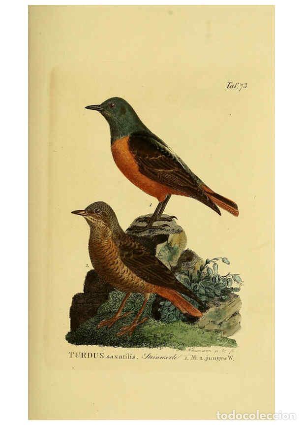 Collectionnisme de Revues et Journaux: Reproducci&oacute;n/Reproduction 6058849319: Johann Andreas Naumann's ... Naturgeschichte der V&ouml;gel Deutsch