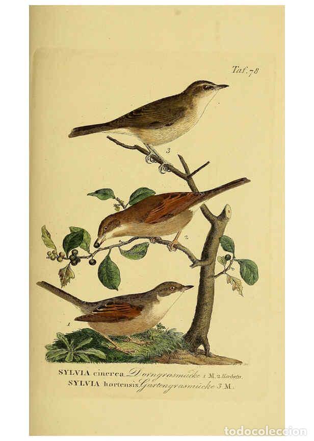 Collectionnisme de Revues et Journaux: Reproducci&oacute;n/Reproduction 6058850449: Johann Andreas Naumann's ... Naturgeschichte der V&ouml;gel Deutsch