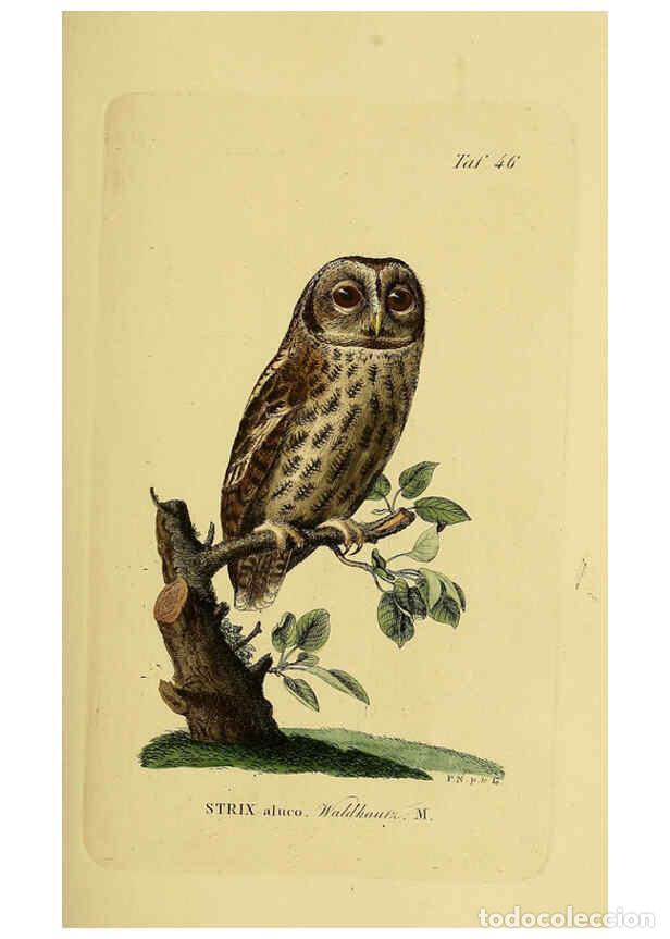 Collectionnisme de Revues et Journaux: Reproducci&oacute;n/Reproduction 6058841421: Johann Andreas Naumann's ... Naturgeschichte der V&ouml;gel Deutsch