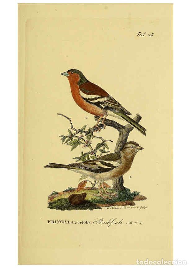 Collectionnisme de Revues et Journaux: Reproducci&oacute;n/Reproduction 6058863223: Johann Andreas Naumann's ... Naturgeschichte der V&ouml;gel Deutsch