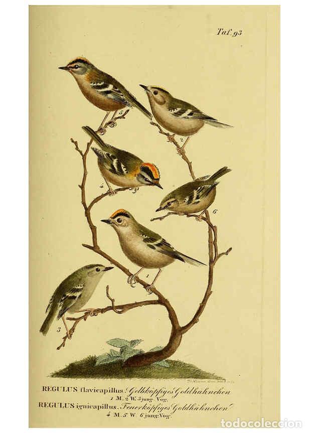 Colecionismo de Revistas e Jornais: Reproducci&oacute;n/Reproduction 6059401854: Johann Andreas Naumann's ... Naturgeschichte der V&ouml;gel Deutsch