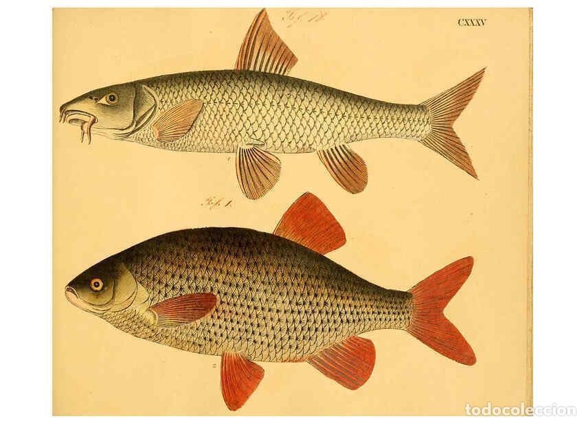 Colecionismo de Revistas e Jornais: Reproducci&oacute;n/Reproduction 6059230042: Naturgeschichte in Bildern : mit erl&auml;uterndem Text / Von Profe