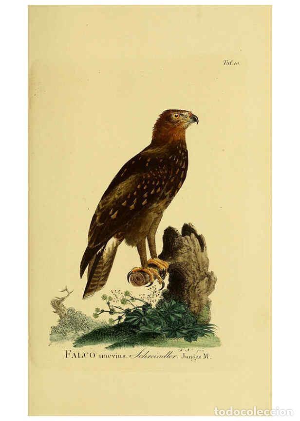 Colecionismo de Revistas e Jornais: Reproducci&oacute;n/Reproduction 6058829989: Johann Andreas Naumann's ... Naturgeschichte der V&ouml;gel Deutsch