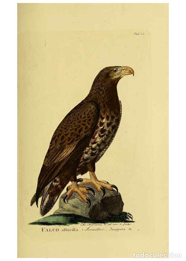 Colecionismo de Revistas e Jornais: Reproducci&oacute;n/Reproduction 6058831575: Johann Andreas Naumann's ... Naturgeschichte der V&ouml;gel Deutsch
