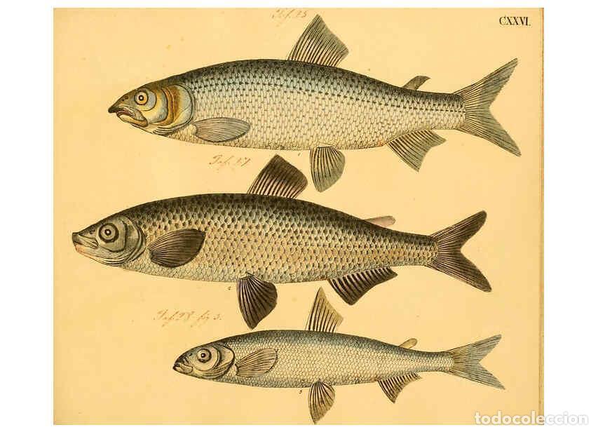 Colecionismo de Revistas e Jornais: Reproducci&oacute;n/Reproduction 6058680971: Naturgeschichte in Bildern : mit erl&auml;uterndem Text / Von Profe