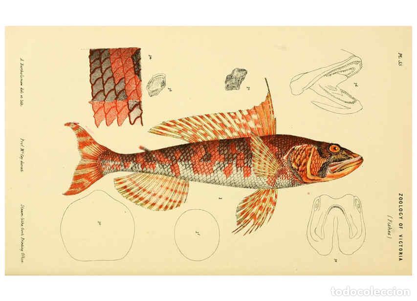 Colecionismo de Revistas e Jornais: Reproducci&oacute;n/Reproduction 5998269527: Natural history of Victoria. Dec. 6-10 Melbourne,J.Ferres, gov