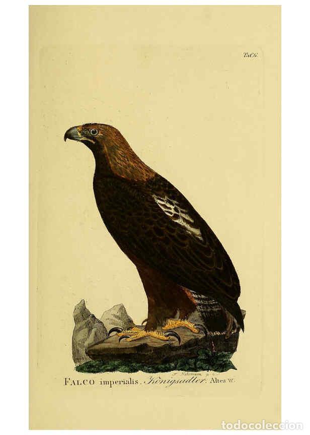 Colecionismo de Revistas e Jornais: Reproducci&oacute;n/Reproduction 6058828801: Johann Andreas Naumann's ... Naturgeschichte der V&ouml;gel Deutsch
