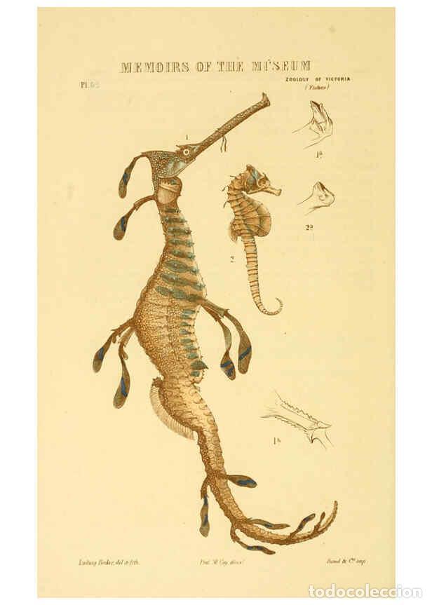 Colecionismo de Revistas e Jornais: Reproducci&oacute;n/Reproduction 5998274633: Natural history of Victoria. Dec. 6-10 Melbourne,J.Ferres, gov