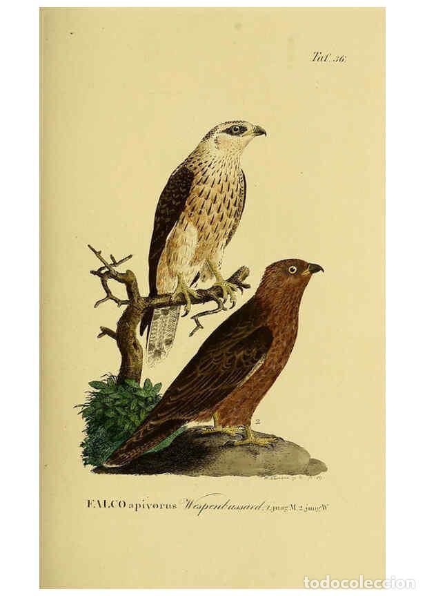 Colecionismo de Revistas e Jornais: Reproducci&oacute;n/Reproduction 6059385044: Johann Andreas Naumann's ... Naturgeschichte der V&ouml;gel Deutsch