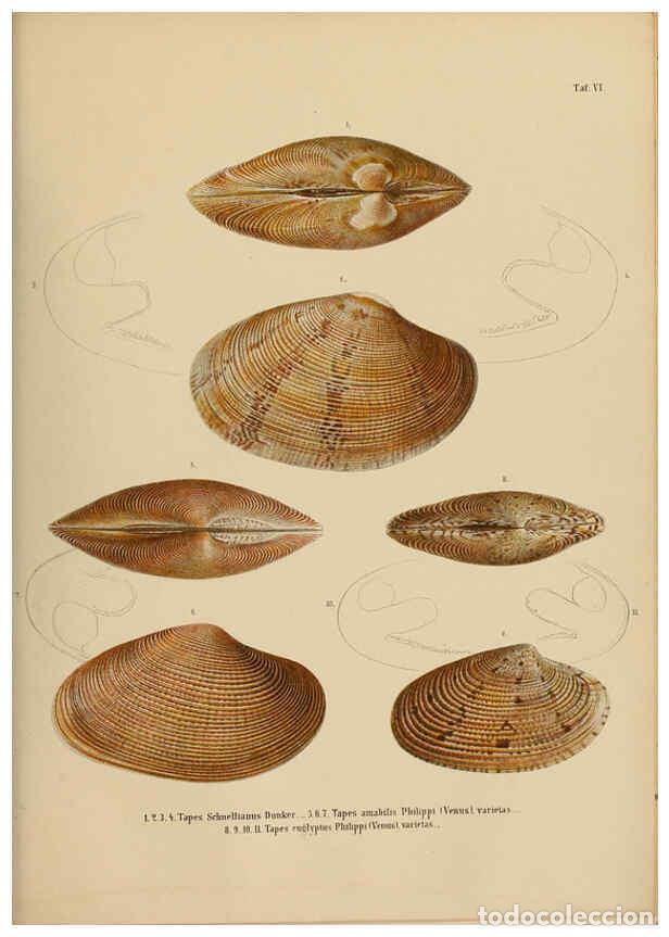 Colecionismo de Revistas e Jornais: Reproducci&oacute;n/Reproduction 5997642107: Japanische Meeres-Conchylien T 2-3 Cassel,T. Fischer,1869-1874