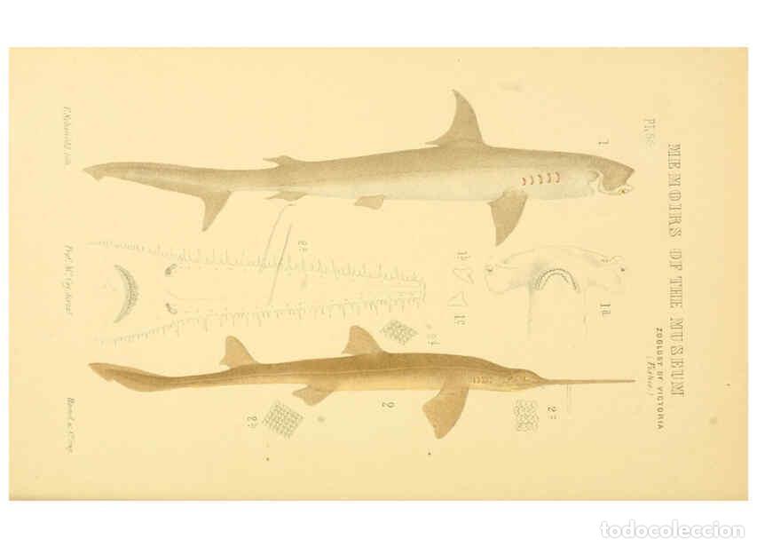 Sammeln von Zeitschriften und Zeitungen: Reproducci&oacute;n/Reproduction 5998818764: Natural history of Victoria. Dec. 6-10 Melbourne,J.Ferres, gov