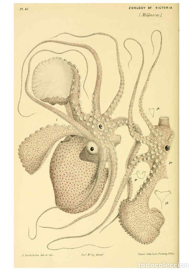 Collectionnisme de Revues et Journaux: Reproducci&oacute;n/Reproduction 5998821018: Natural history of Victoria. Dec. 6-10 Melbourne,J.Ferres, gov