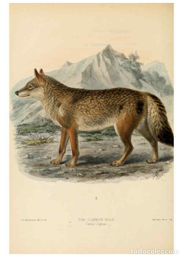 Coleccionismo de Revistas y Peri&oacute;dicos: Reproducci&oacute;n/Reproduction 5988399184: Dogs, jackals, wolves, and foxes London R.H. Porter 1890 - St.