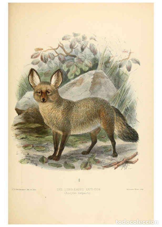 Coleccionismo de Revistas y Peri&oacute;dicos: Reproducci&oacute;n/Reproduction 5987848041: Dogs, jackals, wolves, and foxes London R.H. Porter 1890 - St.