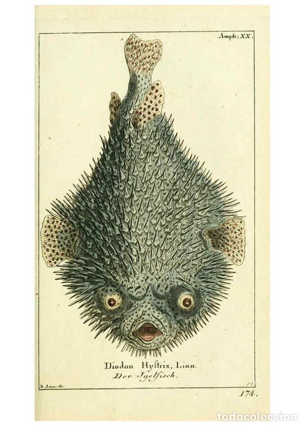 Coleccionismo de Revistas y Peri&oacute;dicos: Reproducci&oacute;n/Reproduction 5988324208: Gemeinn&uuml;zzige Naturgeschichte des Thierreichs bd. 4 plates Ber