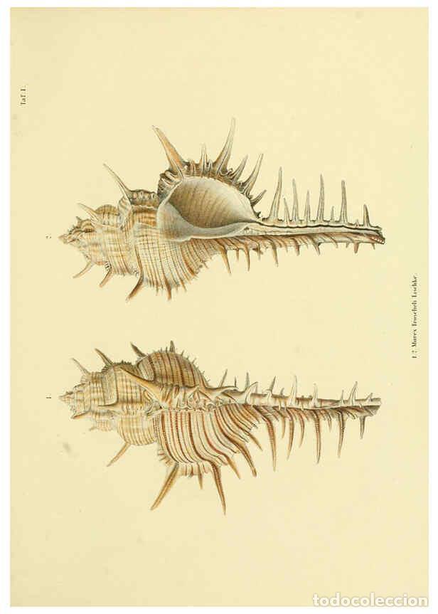 Coleccionismo de Revistas y Peri&oacute;dicos: Reproducci&oacute;n/Reproduction 5997623369: Japanische Meeres-Conchylien T1 Cassel,T. Fischer,1869-1874 -