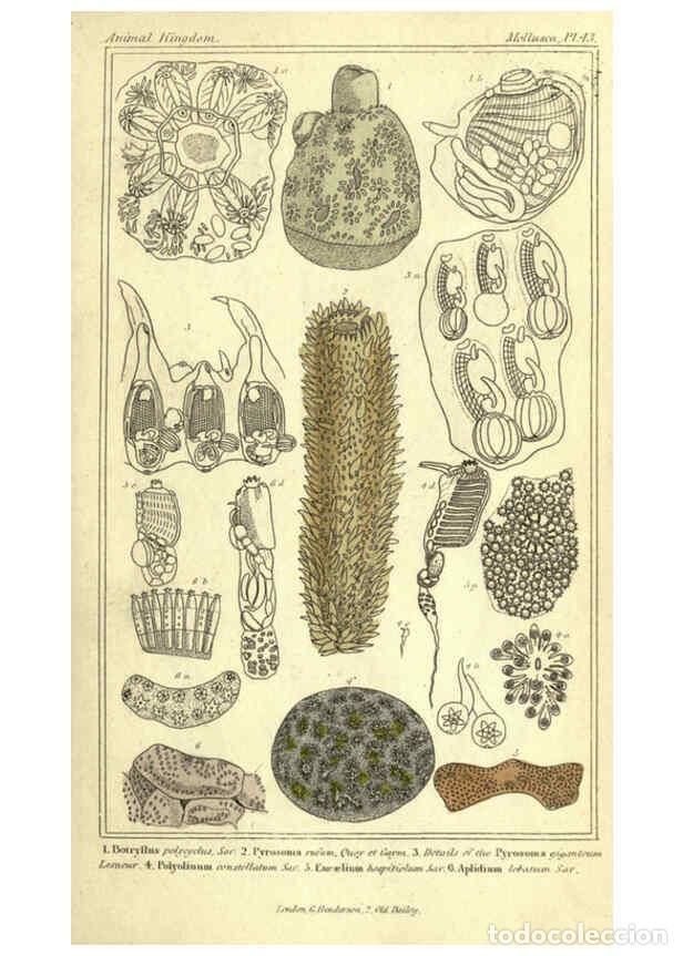 Collectionnisme de Revues et Journaux: Reproducci&oacute;n/Reproduction 5987912478: The animal kingdom, arranged according to its organization Lon