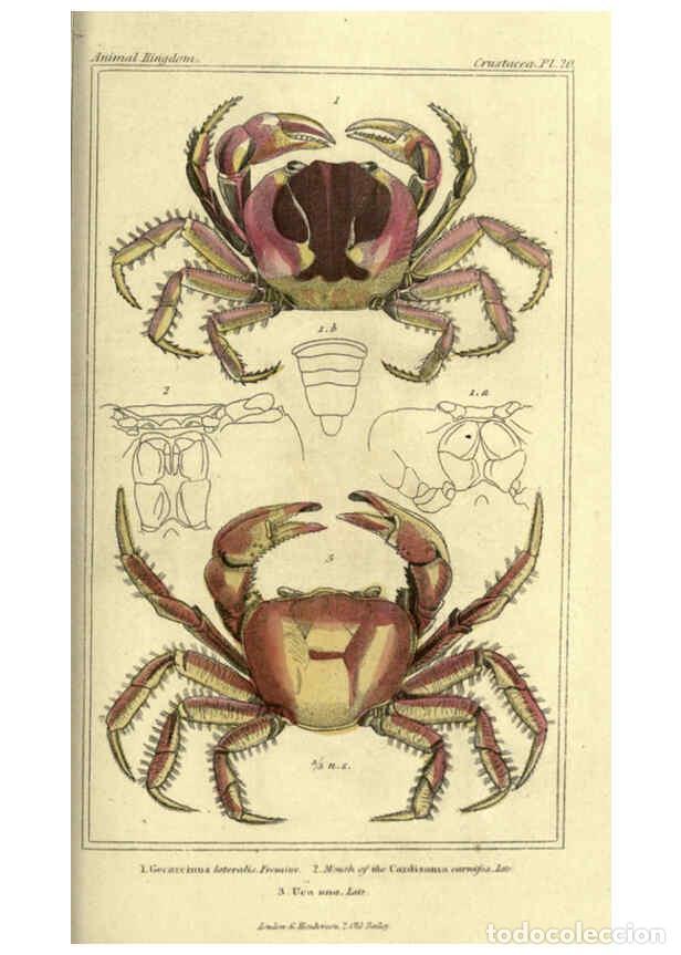 Collectionnisme de Revues et Journaux: Reproducci&oacute;n/Reproduction 5987924196: The animal kingdom, arranged according to its organization Lon