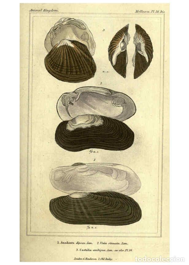 Collectionnisme de Revues et Journaux: Reproducci&oacute;n/Reproduction 5987910014: The animal kingdom, arranged according to its organization Lon