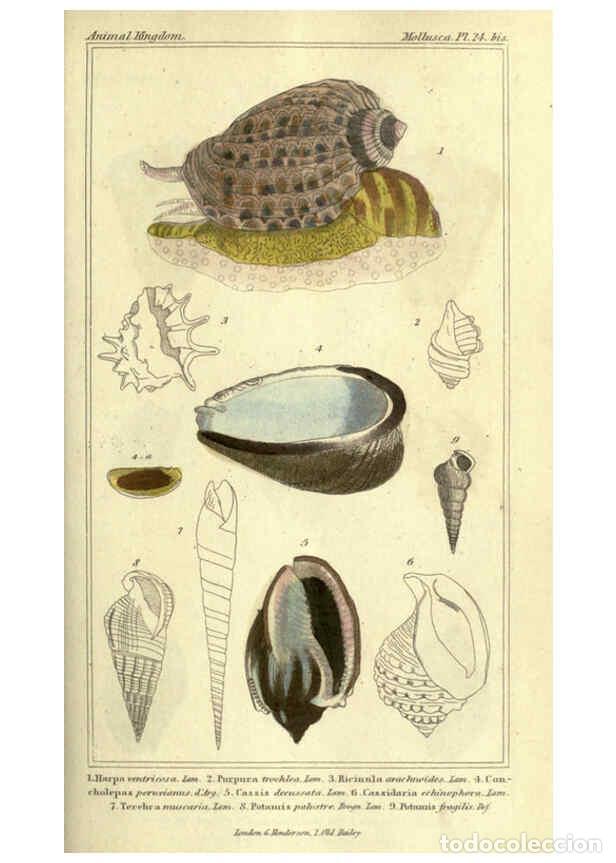 Collectionnisme de Revues et Journaux: Reproducci&oacute;n/Reproduction 5987900330: The animal kingdom, arranged according to its organization Lon