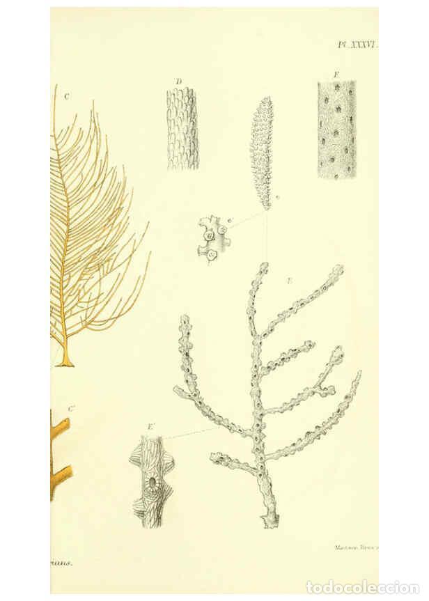 Collectionnisme de Revues et Journaux: Reproducci&oacute;n/Reproduction 5988061994: Report on the zoological collections made in the Indo-Pacific