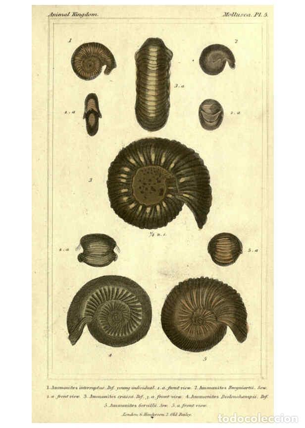 Collectionnisme de Revues et Journaux: Reproducci&oacute;n/Reproduction 5987322059: The animal kingdom, arranged according to its organization Lon