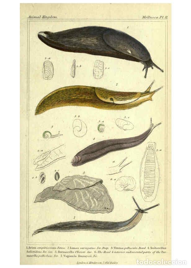 Collectionnisme de Revues et Journaux: Reproducci&oacute;n/Reproduction 5987323599: The animal kingdom, arranged according to its organization Lon