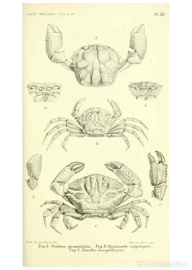 Collectionnisme de Revues et Journaux: Reproducci&oacute;n/Reproduction 5988057444: Report on the zoological collections made in the Indo-Pacific