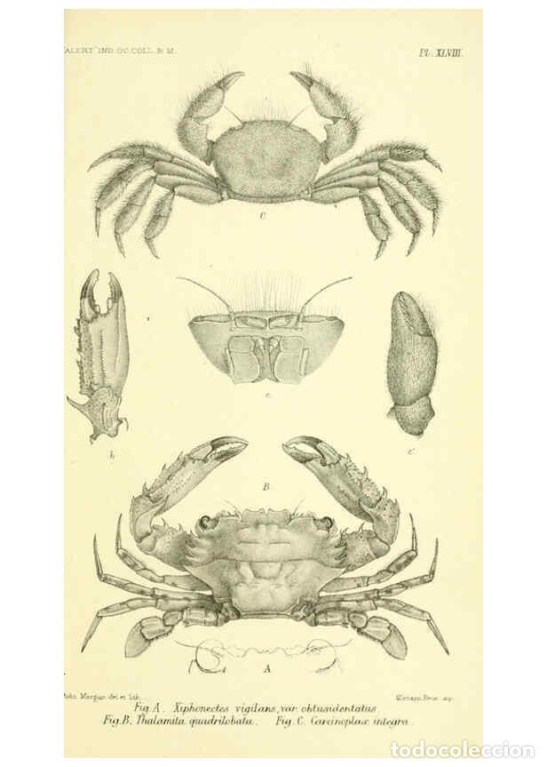 Collectionnisme de Revues et Journaux: Reproducci&oacute;n/Reproduction 5987504541: Report on the zoological collections made in the Indo-Pacific