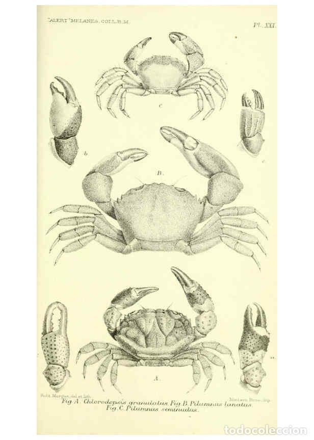 Collezionismo di Riviste e Giornali: Reproducci&oacute;n/Reproduction 5987494583: Report on the zoological collections made in the Indo-Pacific
