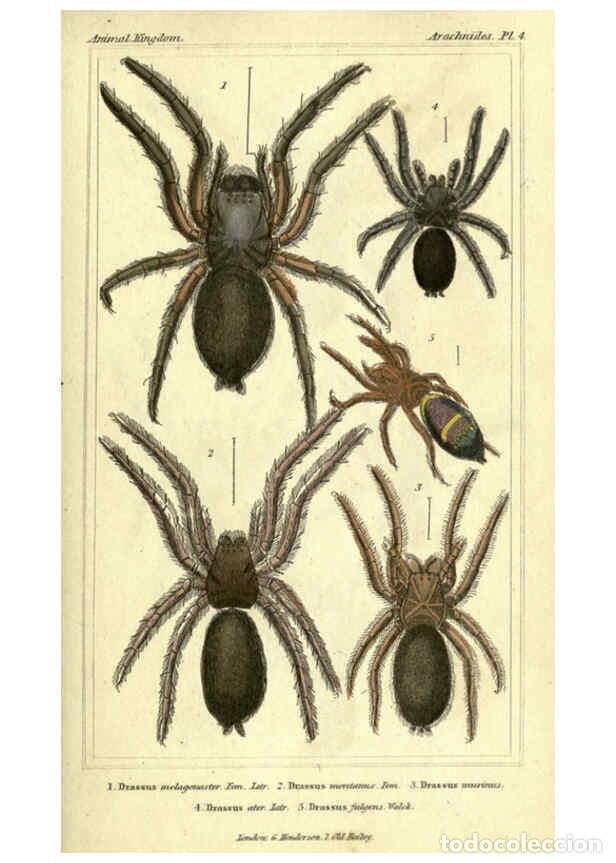 Collezionismo di Riviste e Giornali: Reproducci&oacute;n/Reproduction 5987378045: The animal kingdom, arranged according to its organization Lon