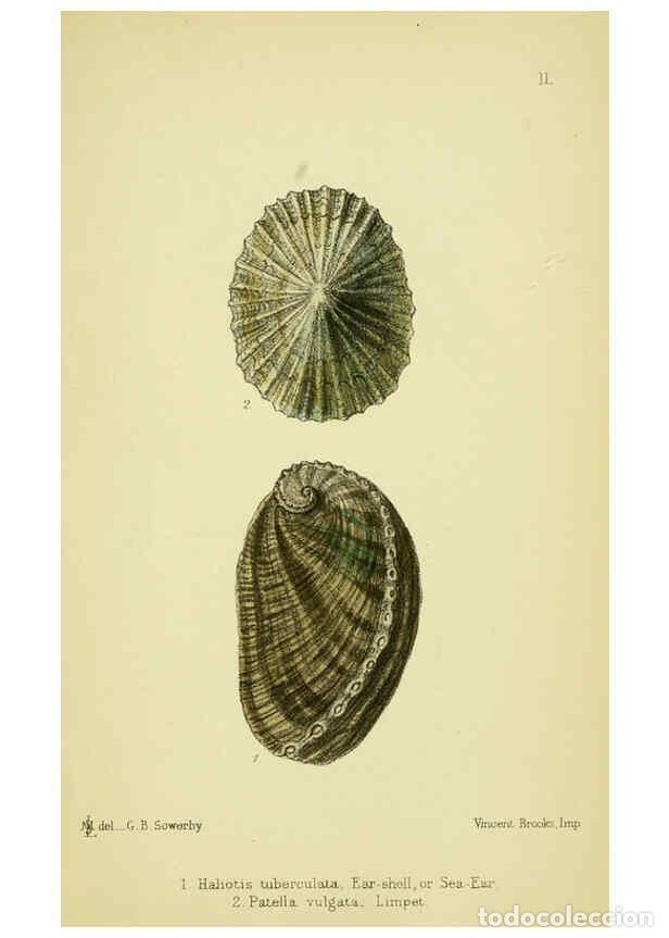 Collezionismo di Riviste e Giornali: Reproducci&oacute;n/Reproduction 5988084194: The edible Mollusca of Great Britain and Ireland London :L. Re