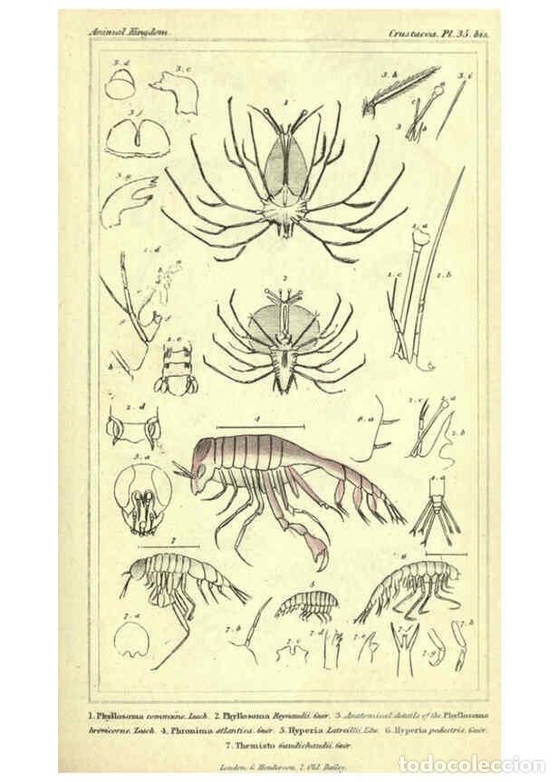 Collezionismo di Riviste e Giornali: Reproducci&oacute;n/Reproduction 5987933868: The animal kingdom, arranged according to its organization Lon