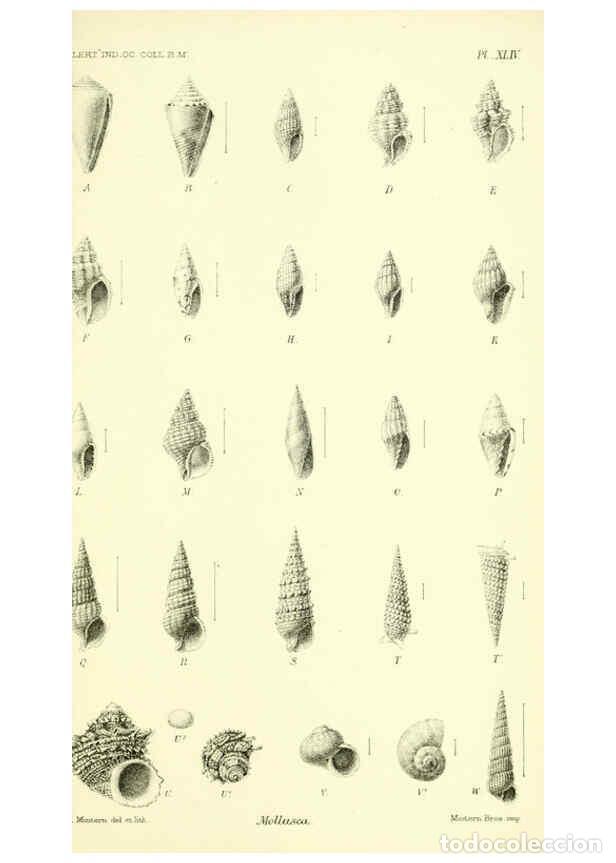 Collezionismo di Riviste e Giornali: Reproducci&oacute;n/Reproduction 5988066722: Report on the zoological collections made in the Indo-Pacific