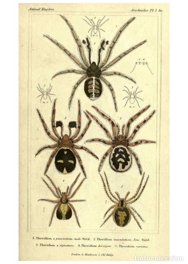 Collezionismo di Riviste e Giornali: Reproducci&oacute;n/Reproduction 5987380067: The animal kingdom, arranged according to its organization Lon