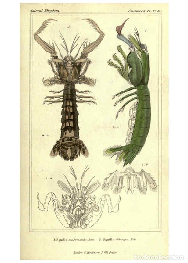 Collectionnisme de Revues et Journaux: Reproducci&oacute;n/Reproduction 5987370341: The animal kingdom, arranged according to its organization Lon