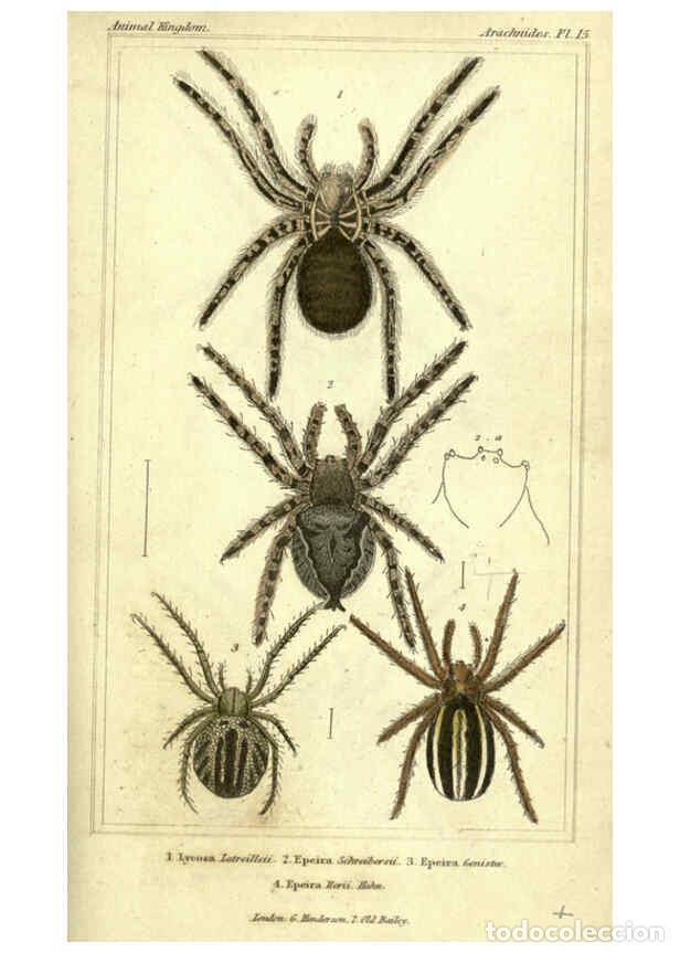 Collectionnisme de Revues et Journaux: Reproducci&oacute;n/Reproduction 5987385717: The animal kingdom, arranged according to its organization Lon