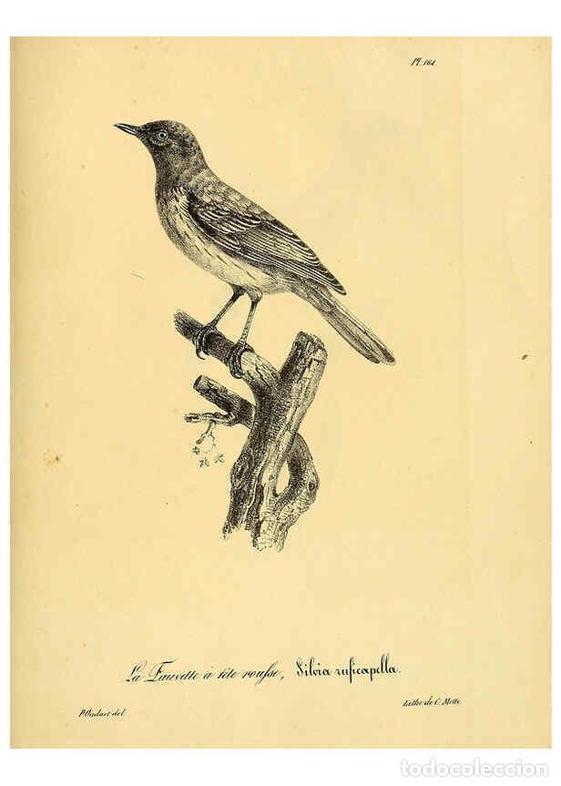 Collezionismo di Riviste e Giornali: Reproducci&oacute;n/Reproduction 6002505386: La galerie des oiseaux Paris :Carpentier-M&eacute;ricourt,1834 - Loui