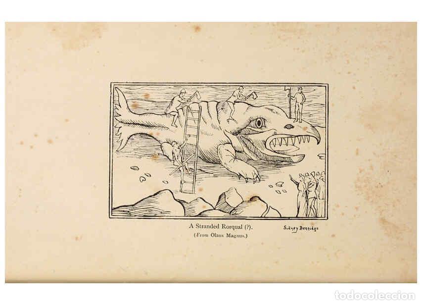 Collezionismo di Riviste e Giornali: Reproducci&oacute;n/Reproduction 6002552282: A book of whales London,J. Murray;1900 - F.E. Beddard