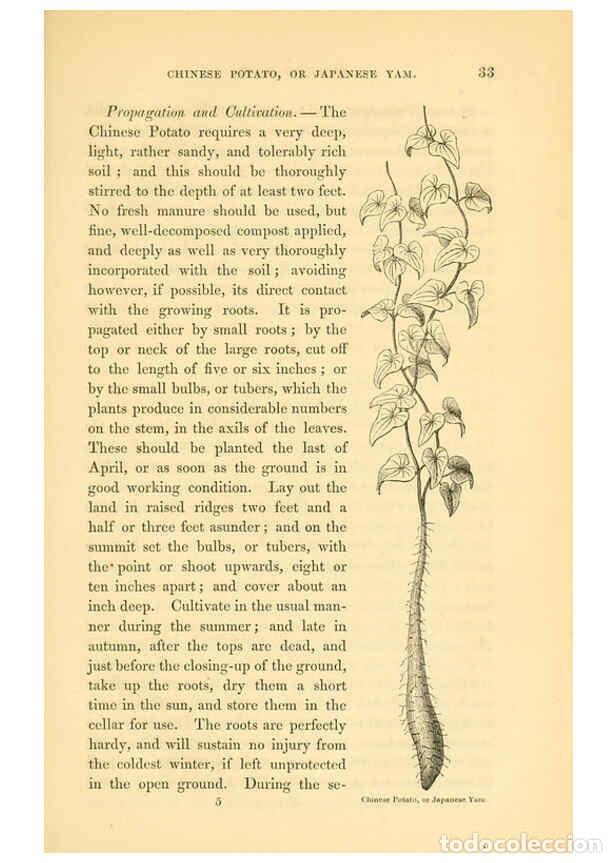 Collezionismo di Riviste e Giornali: Reproducci&oacute;n/Reproduction 6002635390: The field and garden vegetables of America Boston,Crosby and N