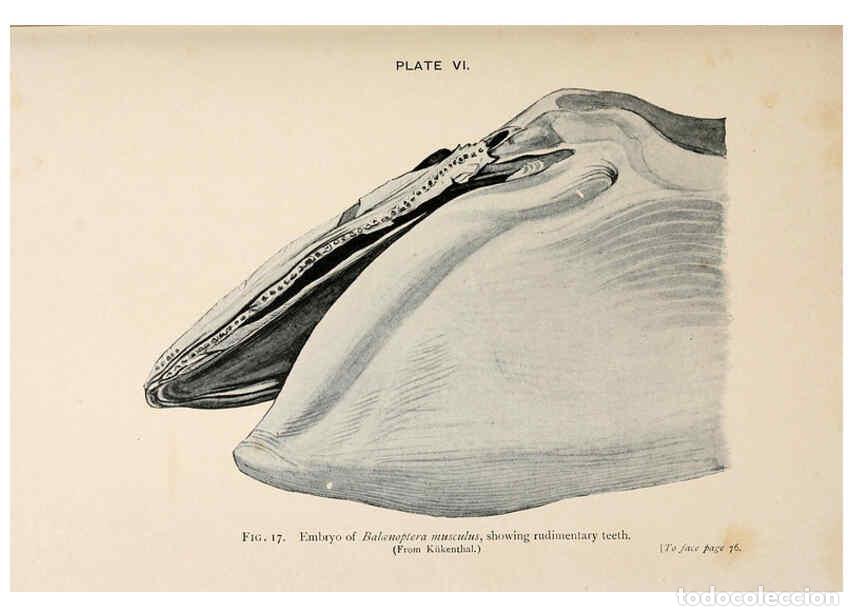 Collezionismo di Riviste e Giornali: Reproducci&oacute;n/Reproduction 6002554442: A book of whales London,J. Murray;1900 - F.E. Beddard