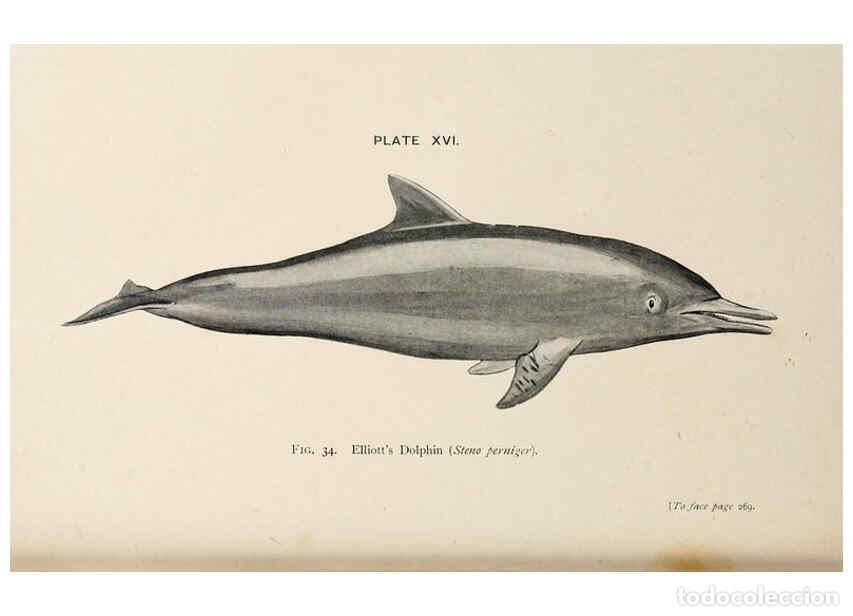 Collezionismo di Riviste e Giornali: Reproducci&oacute;n/Reproduction 6002010759: A book of whales London,J. Murray;1900 - F.E. Beddard